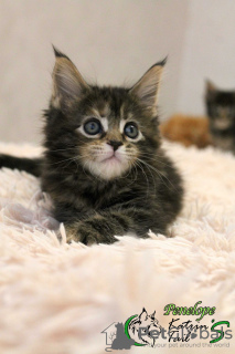 Photo №4. I will sell maine coon in the city of St. Petersburg. private announcement, from nursery, breeder - price - 471$