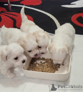 Photo №1. maltese dog - for sale in the city of Miami | 264$ | Announcement № 98171