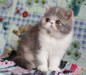 Photo №4. I will sell exotic shorthair in the city of Москва. breeder - price - negotiated