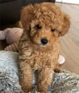 Photo №2 to announcement № 153762 for the sale of poodle (toy) - buy in Germany 