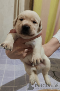 Photo №3. I sell puppies, in good hands. Uzbekistan