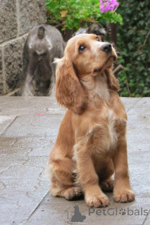 Photo №1. english cocker spaniel - for sale in the city of Aizlingen | 516$ | Announcement № 156806