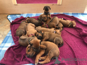 Photo №1. rhodesian ridgeback - for sale in the city of Karlsruhe | 355$ | Announcement № 12030
