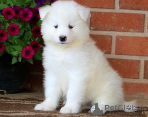 Photo №1. samoyed dog - for sale in the city of Prague | negotiated | Announcement № 78582