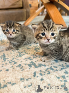 Photo №3. Super beautiful purebred Bengals.. Australia