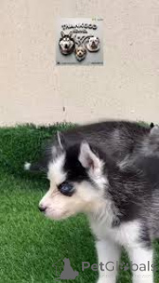 Photo №3. Prachtige Siberische Husky-puppy's te koop. Belgium