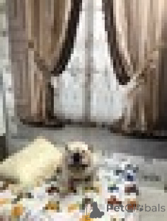 Photo №4. Hotel for animals in Russian Federation. Announcement № 135193