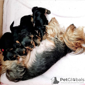 Photo №4. I will sell yorkshire terrier in the city of Jever. private announcement, breeder - price - 402$