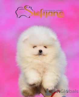 Photo №4. I will sell pomeranian in the city of Loznica. breeder - price - negotiated