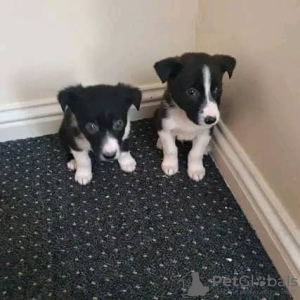 Photo №1. border collie - for sale in the city of Redfern | 264$ | Announcement № 71702