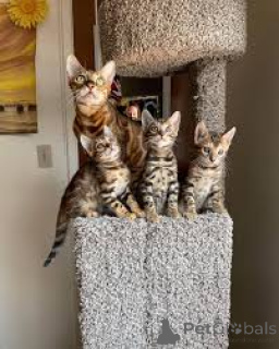 Photo №1. bengal cat - for sale in the city of Krakow | 465$ | Announcement № 173291
