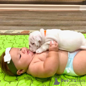 Photo №1. english bulldog - for sale in the city of New York | 600$ | Announcement № 86749