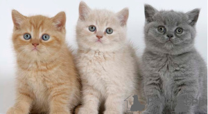 Photo №1. british shorthair - for sale in the city of Vresse-Sur-Semois | negotiated | Announcement № 160488
