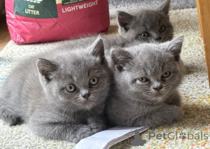 Photo №1. british shorthair - for sale in the city of Anderlecht | 400$ | Announcement № 170843