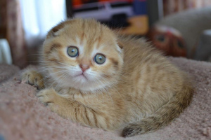 Additional photos: Scottish golden chinchilla kittens for sale, kittens born on