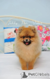 Additional photos: Pomeranian, beautiful puppies