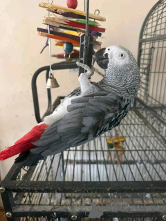 Photo №1.  - for sale in the city of Ohio | 900$ | Announcement № 161305