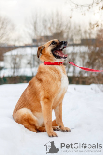 Photo №3. A small donut from the shelter to good hands. Russian Federation