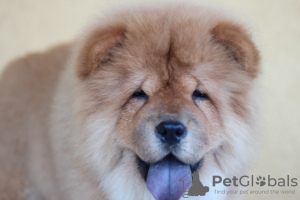 Photo №2 to announcement № 56967 for the sale of chow chow - buy in Serbia breeder