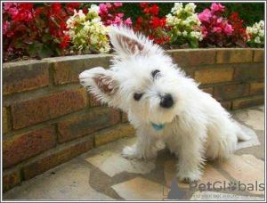 Photo №3. West Highland White Terrier puppies. United States