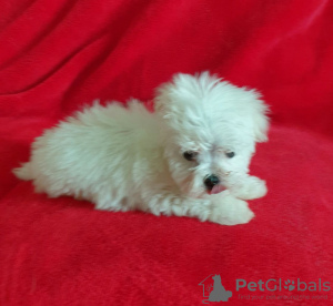 Photo №2 to announcement № 115864 for the sale of maltese dog - buy in Germany 