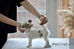Photo №1. chihuahua - for sale in the city of Voronezh | 1129$ | Announcement № 138216