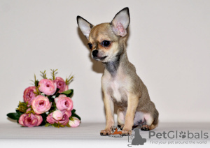 Additional photos: An unusually beautiful baby with an expressive look. Chihuahua boy.