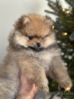Photo №1. pomeranian - for sale in the city of Ройал Палм Бич | 3000$ | Announcement № 84406