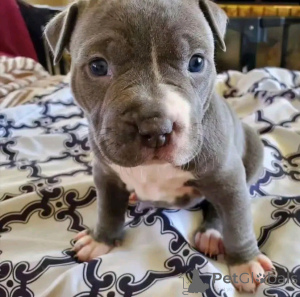 Photo №3. American pitbull puppies available for adoption. United States