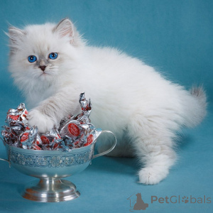 Photo №1. siberian cat - for sale in the city of Prague | 258$ | Announcement № 155940