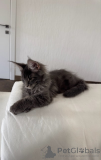 Photo №2 to announcement № 44045 for the sale of maine coon - buy in Russian Federation private announcement