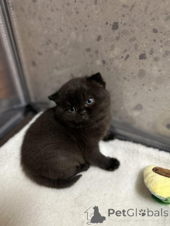 Photo №1. british shorthair - for sale in the city of Ludwigsburg | Is free | Announcement № 135517