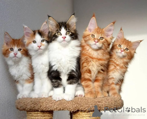 Photo №1. maine coon - for sale in the city of Basel | negotiated | Announcement № 161159