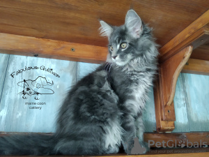 Additional photos: Maine Coon kittens