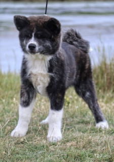 Photo №1. akita - for sale in the city of Visaginas | 1102$ | Announcement № 321