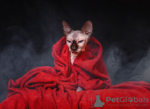 Photo №1. sphynx-katze - for sale in the city of Velikiy Novgorod | negotiated | Announcement № 31342
