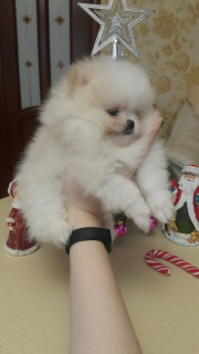 Photo №3. Pomeranian puppies for sale. Two males and female from champion blood.. Belarus