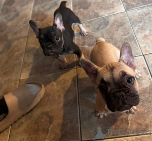 Photo №3. Clean and Trained Male and Female French bulldogs.. Netherlands