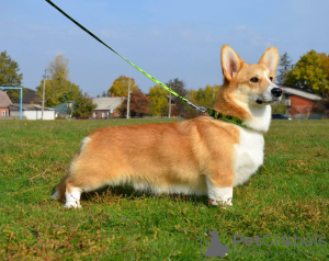 Photo №1. welsh corgi - for sale in the city of Kharkov | 1700$ | Announcement № 13742