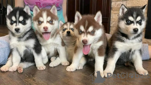 Photo №2 to announcement № 132397 for the sale of siberian husky - buy in Russian Federation private announcement