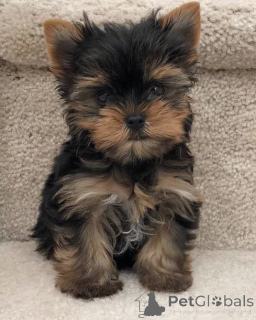 Photo №3. Yorkshire Terrier. Germany