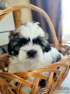 Photo №2 to announcement № 27794 for the sale of shih tzu - buy in Belarus private announcement