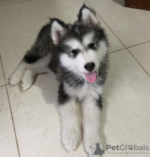 Photo №1. alaskan malamute - for sale in the city of Франкфурт-на-Майне | 444$ | Announcement № 83097