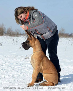 Photo №1. great dane - for sale in the city of Moscow | Negotiated | Announcement № 1541