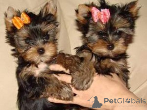Photo №1. yorkshire terrier - for sale in the city of Frankfurt | Is free | Announcement № 160343