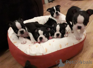Photo №2 to announcement № 167478 for the sale of boston terrier - buy in Denmark private announcement, breeder