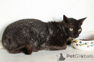 Photo №4. I will sell cornish rex in the city of Khimki. from the shelter - price - Is free