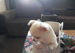 Photo №3. Stunning puppies . Ready now. Germany