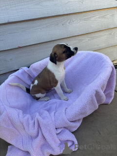 Photo №1. beagle - for sale in the city of Москва | 522$ | Announcement № 143907