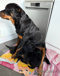 Photo №3. Healthy Rottweiler Puppies Ready for Loving Homes. Business WhatsApp. Lithuania